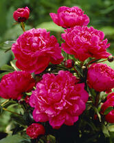 Без бренда «2KMB-4036» во Владикавказе 