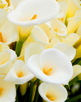 Без бренда «Белые каллы» во Владикавказе 