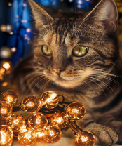 Без бренда «2KXSB-0678» во Владикавказе 