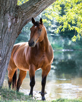 Без бренда «Коробка 20 шт: Лошадь у дерева» во Владикавказе 