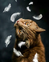 Без бренда «Кот среди перышек» во Владикавказе 