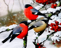 Снегири на ветке рябины