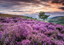 Горная долина устлана лавандой