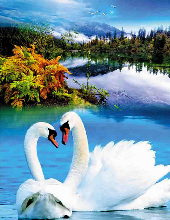 Алмазная мозаика 40x50 Влюбленные лебеди на красивом озере