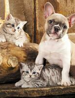 Без бренда «Милый щенок французского бульдога и два котёнка» во Владикавказе 