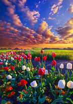 Без бренда «Поле тюльпанов под облачным небом» во Владикавказе 